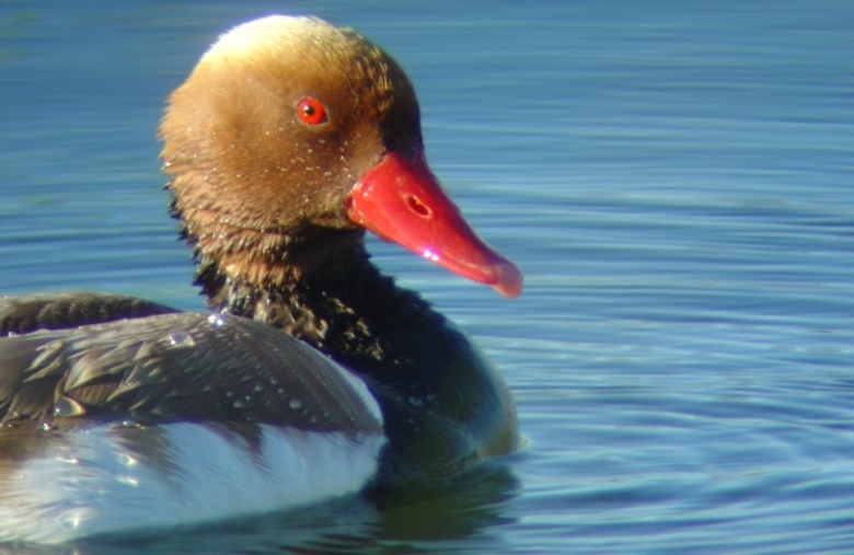 Bird Watching - group activities algarve